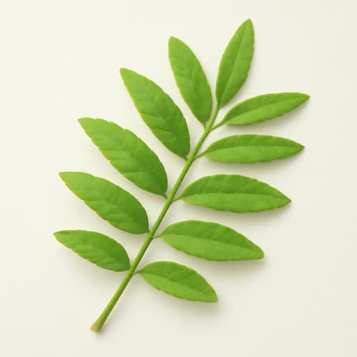 Cedar Leaves