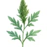 Davana