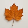 Dried Fallen Leaves