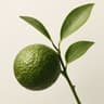 Chinotto