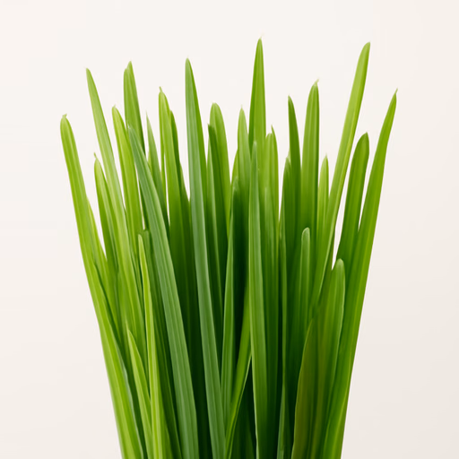 Grass