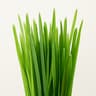 Grass