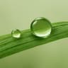 Green Notes