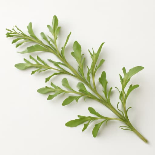Horseweed