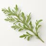Horseweed
