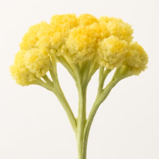 Immortelle