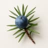 Juniper