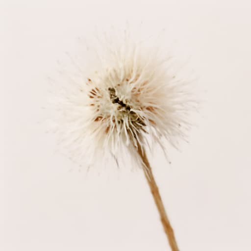 Kunzea
