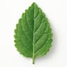 Lantana leaf