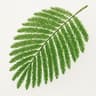 Mimosa Leaves
