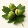Oak Leaves