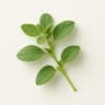 Oregano