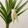 Pandanus