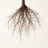 Roots