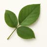 Rose Leaf