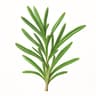 Rosemary