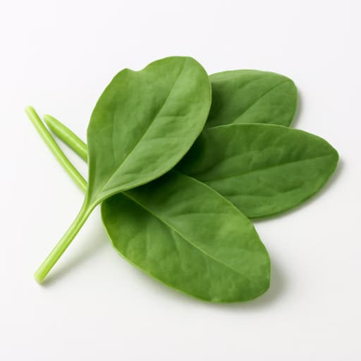 Rumex