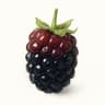 Boysenberry