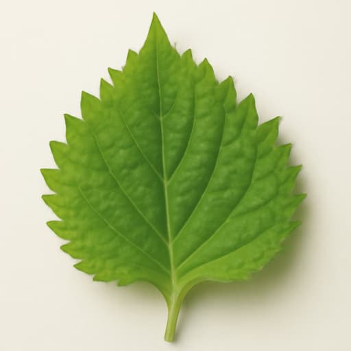Shiso