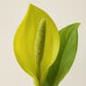 Skunk Cabbage