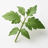 Tomato Leaf