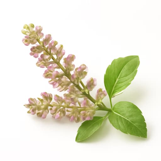 Tulsi