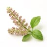 Tulsi