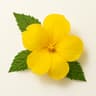 Turnera Diffusa (Damiana)
