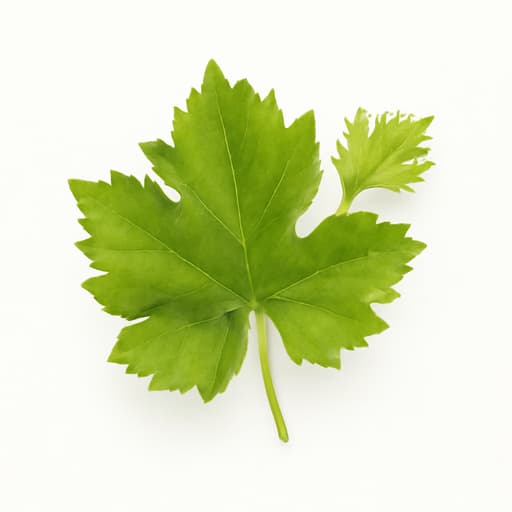 Vine
