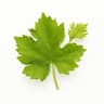 Vine