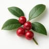 Wintergreen