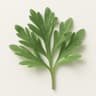 Wormwood