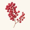 Peppertree