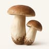 Cepes