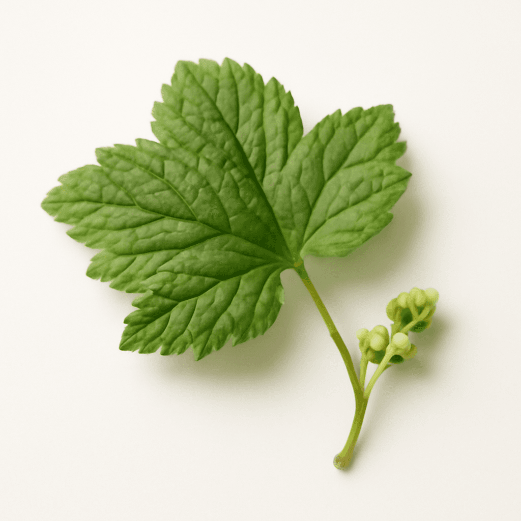 Currant Leaf and Bud