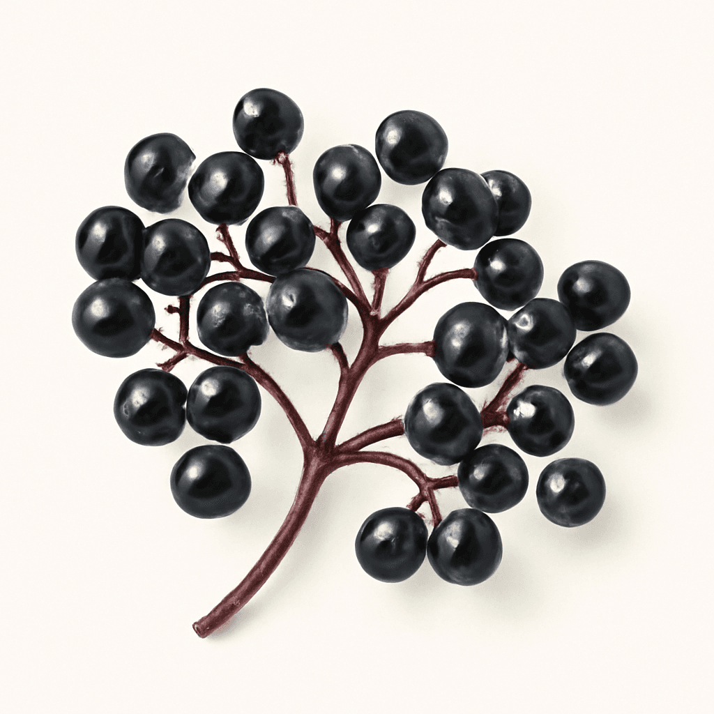 Elderberry