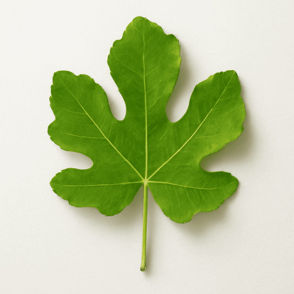 Fig Leaf