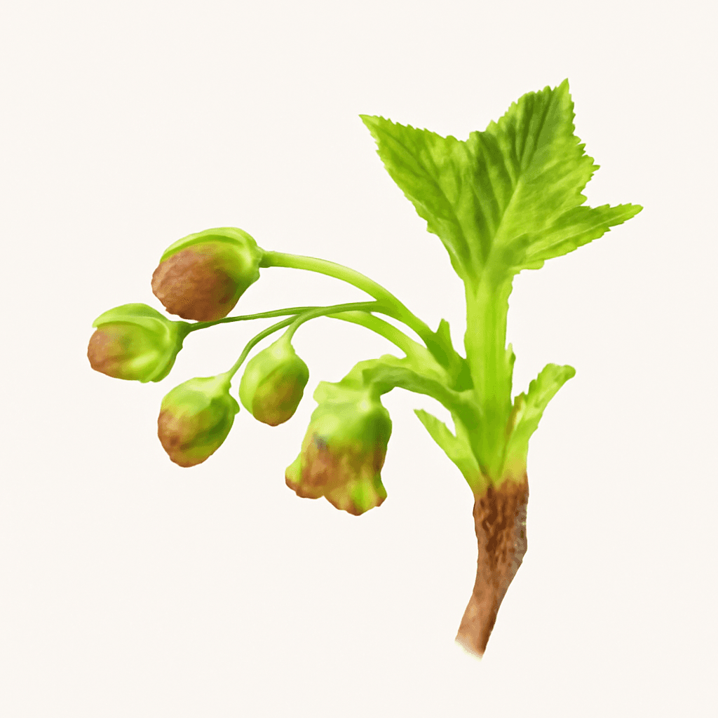 Black Currant Blossom