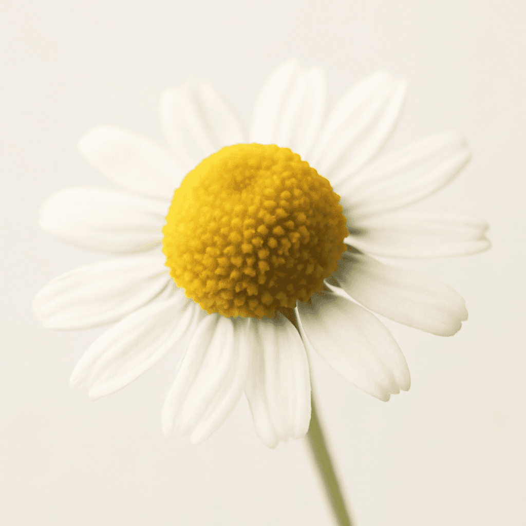 Chamomile