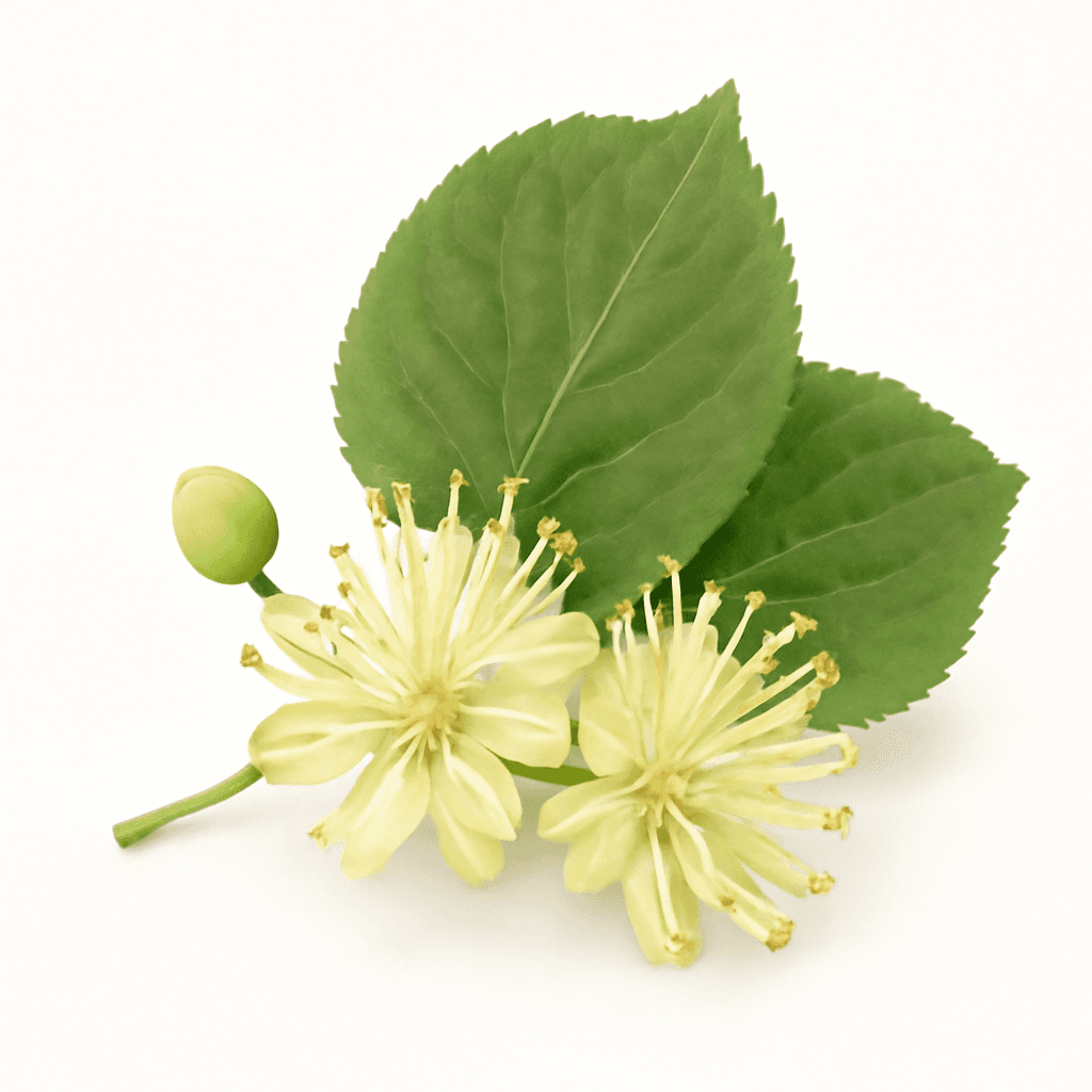 Lime (Linden) Blossom