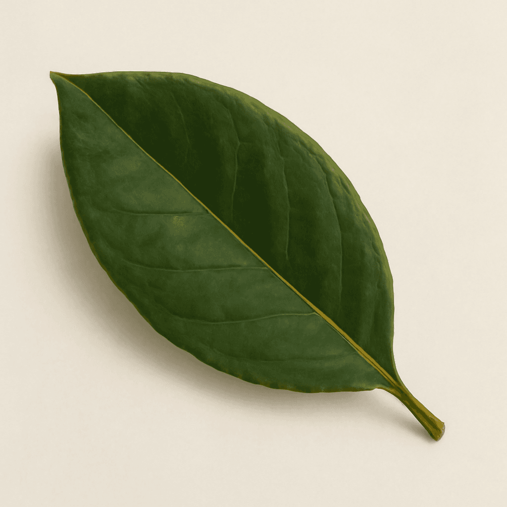 Magnolia Leaf