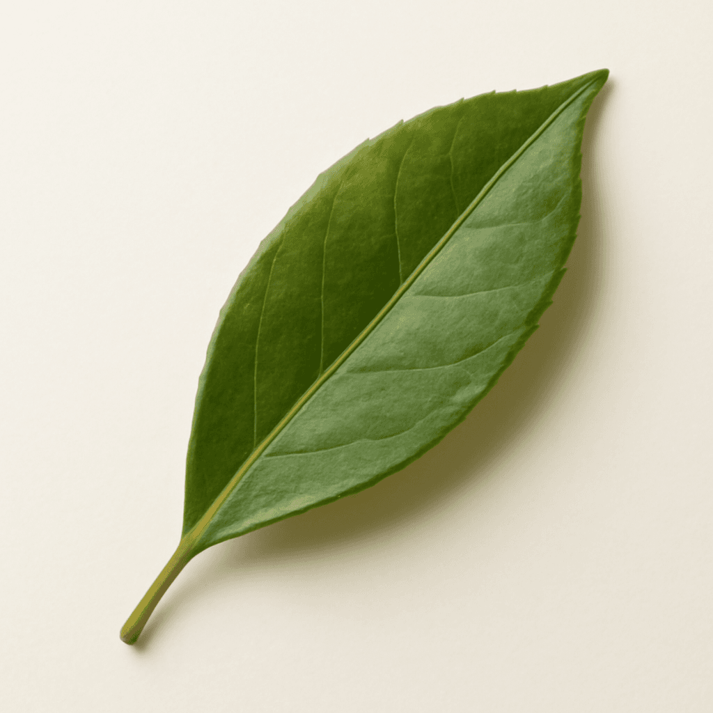 Michelia leaf