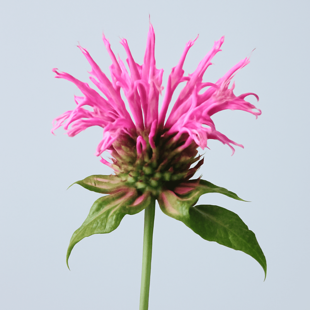 Monarda