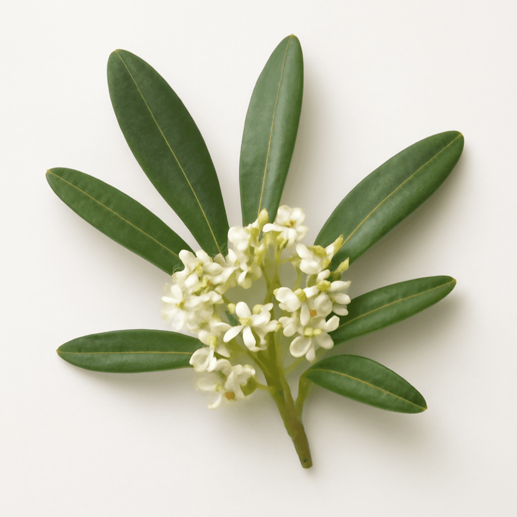 Olive flower