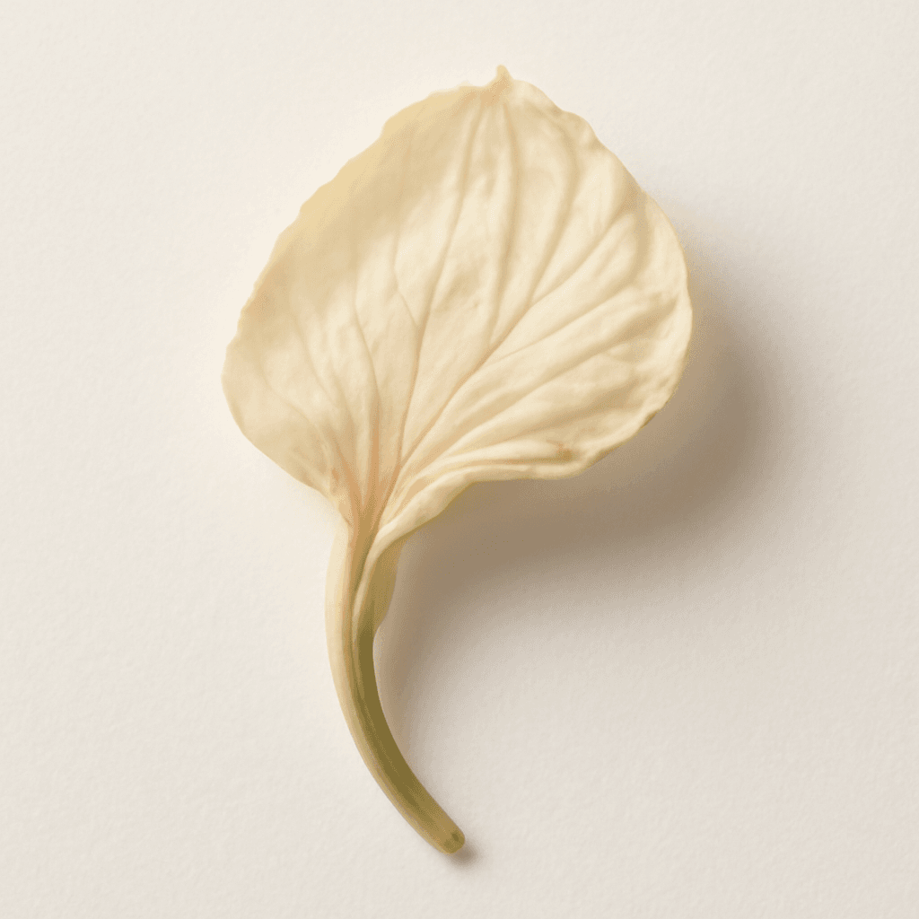 Queen of the Night Flower