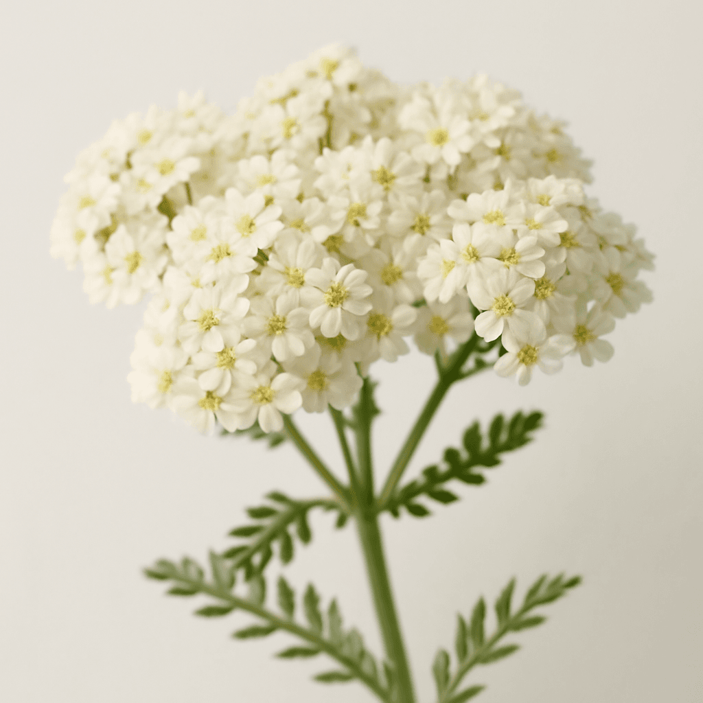 Spiraea
