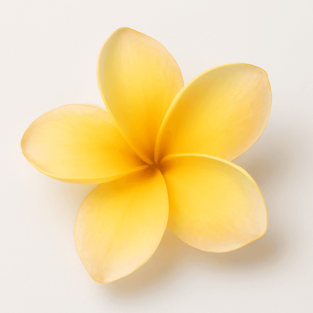 Frangipani
