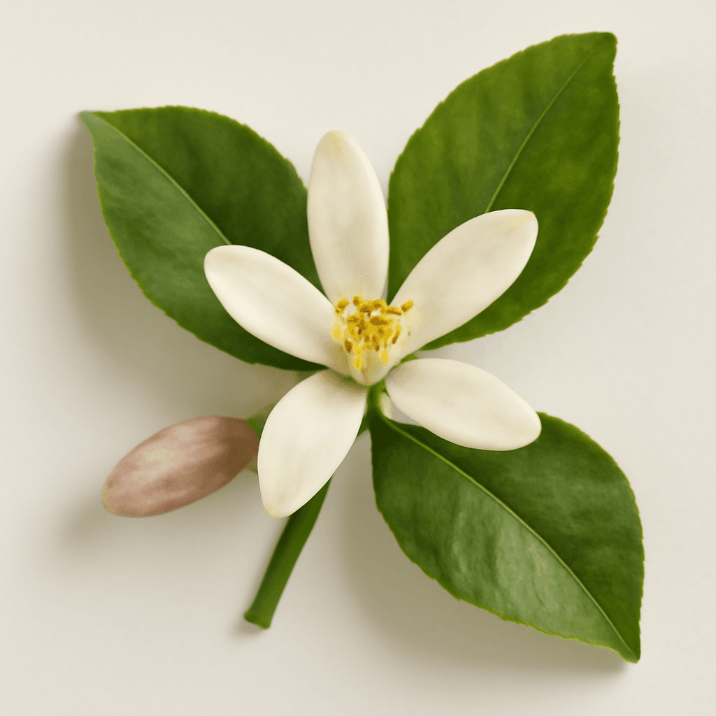 Lemon Blossom