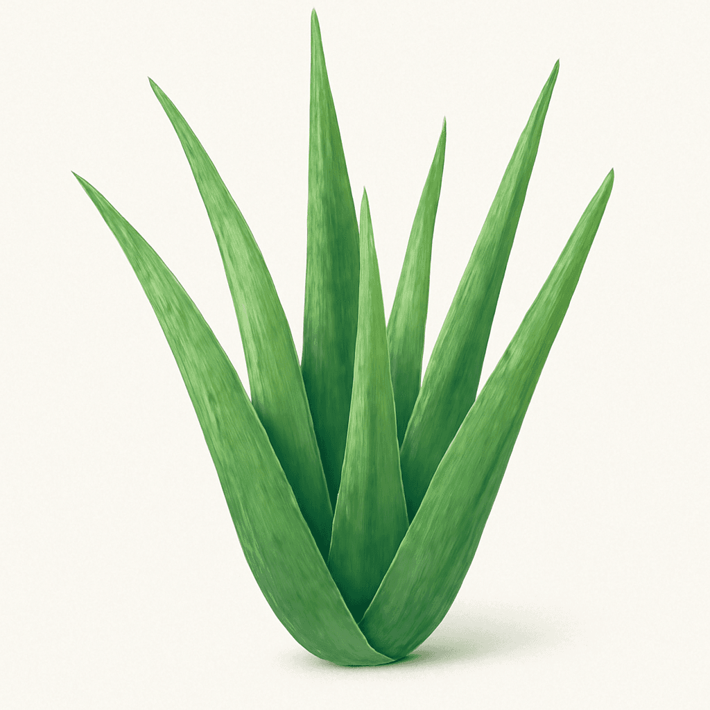 Agave