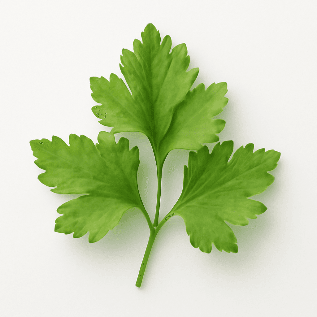 Cilantro